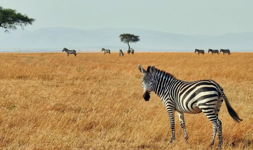 Ooty Travel Guide 2026 + Best Taxi Service in Ooty