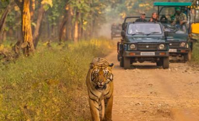 mudumalai-tiger-forest-ooty-