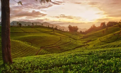 tea-estate-ooty-adarsh